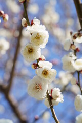 青空を背景に白梅の花と可愛いつぼみ