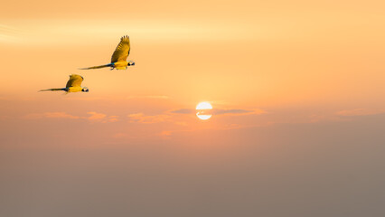 Fototapety  two macaw parrot birds flying together in golden sky of sunset