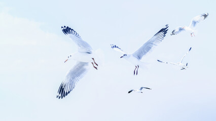 flock of seagull birds flying together over blue sky