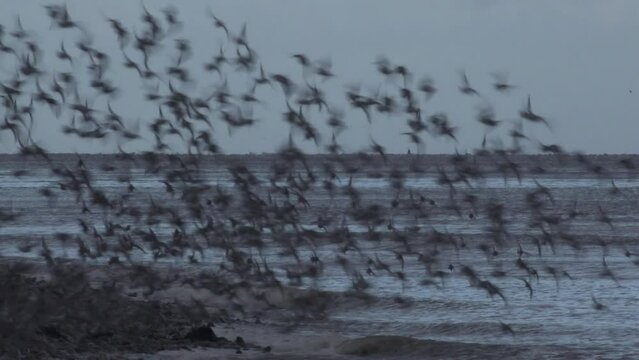 Wading birds flying in large flock across the water. Dunlin in close formation with wonderful amazing wildlife display in England UK 4K