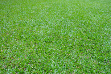 Fresh Grass field for nature background.
