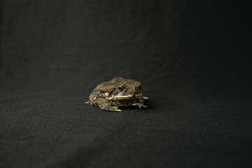 frog beige toad posing on a black background exotic animals pet terrariumistics