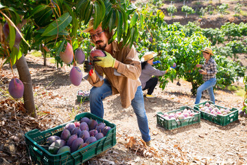 Male farmer collect harvest mango in the garden