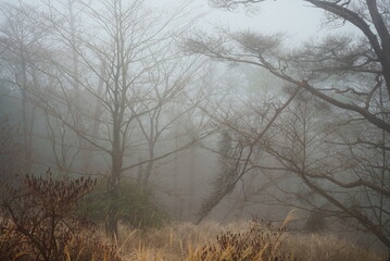 濃い霧の森林のイメージ