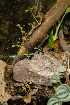 terrarium with water frogs and plants sheets stones terrariumistic nature pet yellow blue