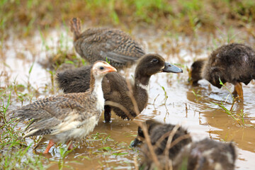 Little cute Ducklings and Guinea fowl in farm