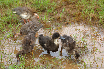 Little cute Ducklings and Guinea fowl in farm	
