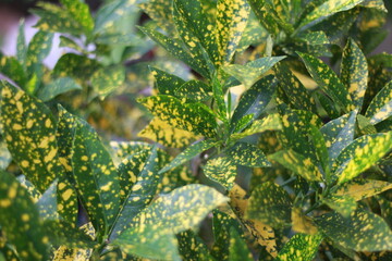 Fototapeta premium chameleon on a branch