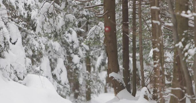 Hiking markings on a tree in the snow covered wilderness, a sign of hope and the right path