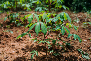 Plantação de mandioca