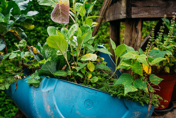 Horta orgânica caseira