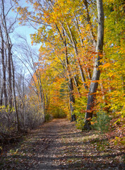 Naklejka premium fall day in the woods