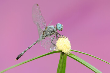 A dragonfly of tropical dashers is perched on a wildflower flower. This insect has the scientific...
