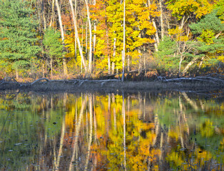 lake in autumn forest