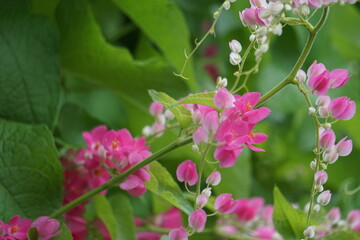 Mexican creeper (Also called Antigonon leptopus, coral vine, queen's wreath, Coralita, bee bush) flower. This plant is good for the common flu (influenza) and period pains and many other symptoms