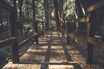Wooden bridge through sun dappled forest