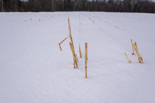Corn stuble poking through the snow on a large cornfield with the setting sun in the background.  Room for text.