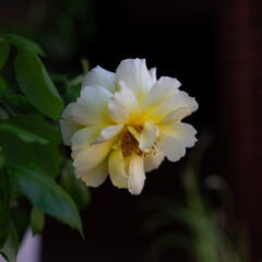 Yellow roses bloom during the winter. They cease growing in the winter, but they can still flourish if kept indoors. To reach full maturity, it must be well-cared for, watered, and exposed to the sun.