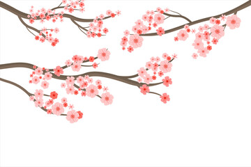 Beautiful cherry blossoms. Cherry blossom collection with dense and beautiful flowers in spring 