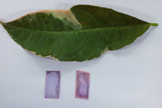 Study of photosynthesis from plants.