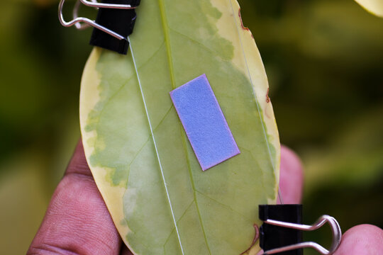 Study of photosynthesis from plants.