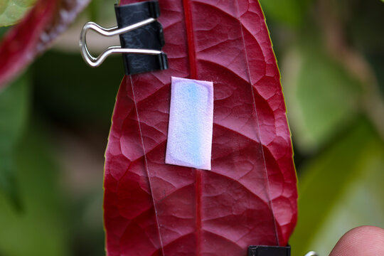 Study of photosynthesis from plants.