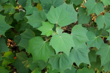 Top tree of Ceylon cotton tree  leaves, another name is Chinese cotton or Tree cotton, Thailand. Top view.