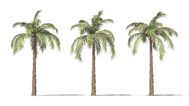 Isolated realistic Queen Palm tree on the wind, White background with transparent cut-out animation and alpha channel.3d rendering