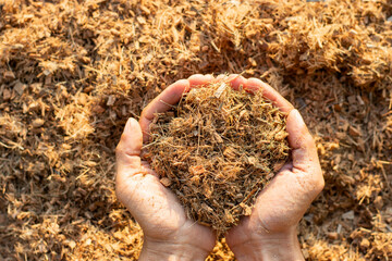 Fine coconut husks for fertilizing to plant trees in the hands of men and the morning sun shining through.