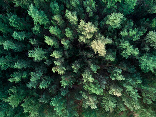 background, asian forest, viev from above, drone photo, coniferous forest