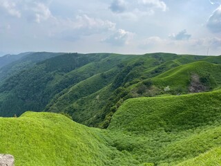 green tea plantation