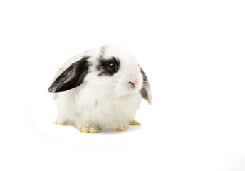 a white black adorable rabbit isolated on white background with copy space