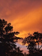 sunset in the forest