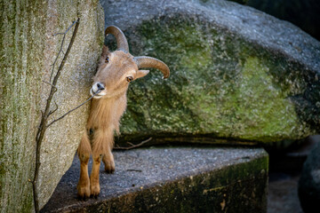 A mountain goat