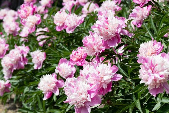 Dense bushes of huge terry pink peonies on a sunny day