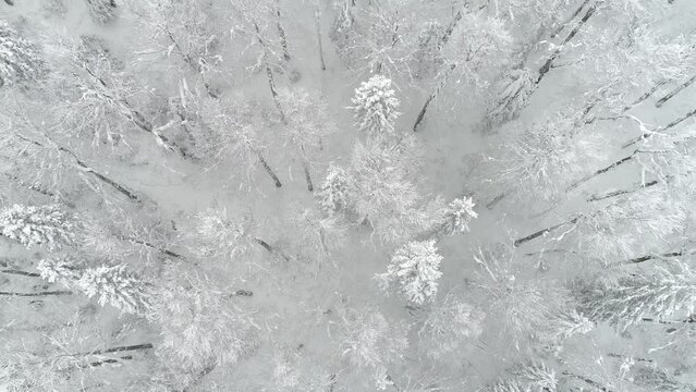 A moving up shot above the living wilderness covered in snow