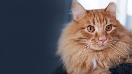 Fluffy ginger cat looks into the camera, filmed close. background with a space to copy. A concept for advertising pet products.