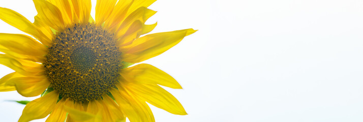 Yellow sunflower close-up on the field. Summer and autumn background. Banner