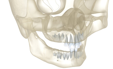 Baby primary tooth eruption. Medically accurate dental 3D illustration