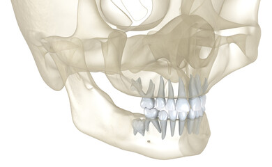 Baby primary tooth eruption. Medically accurate dental 3D illustration