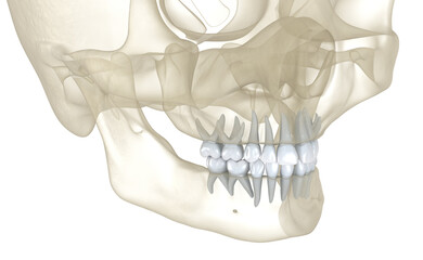 Baby primary teeth. Medically accurate dental 3D illustration