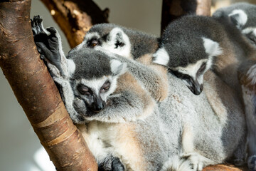 Sleeping lemurs