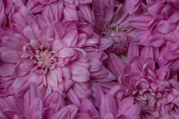 Obraz premium Closeup of beautiful, vibrant, pink chrysanthemums 