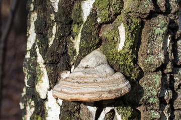 Fomes fomentarius,  tinder fungus on old birch tree selective focus - obrazy, fototapety, plakaty