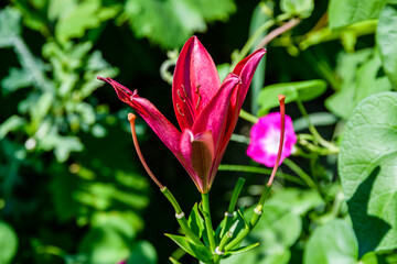 Blooming red lily (lilium) on a flowerbed at summer