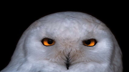 white snowy owl isolated on black background 