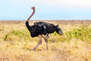 Common ostrich (Struthio camelus) at the Ngorongoro national park, Tanzania. Wildlife photo