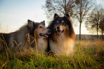 Two collies at sunset