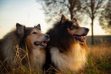 Two collies at sunset