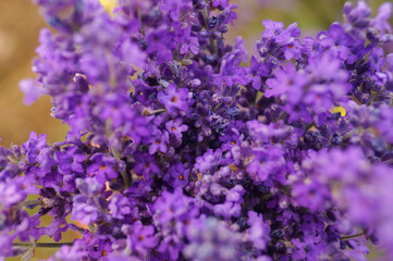 Obraz premium Lavender flowers close up